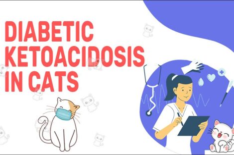 Diabetic Ketoacidosis In Cats