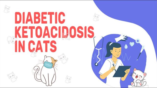 Diabetic Ketoacidosis In Cats - Petmoo