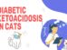 Diabetic Ketoacidosis In Cats