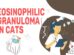 Eosinophilic Granuloma In Cats