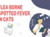 Fela Borne Spotted Fever In Cats