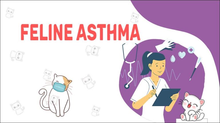 Feline Asthma - Symptoms & Treatments - Petmoo