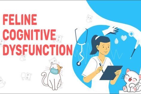 Feline Cognitive Dysfunction