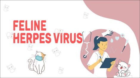 Feline Herpes Virus - Signs And Therapies - The Bark Avenues