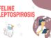 Feline Leptospirosis