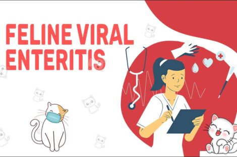 Feline Viral Enteritis