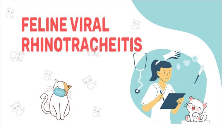 Feline Viral Rhinotracheitis - Causes, Symptoms & Treatment - Petmoo