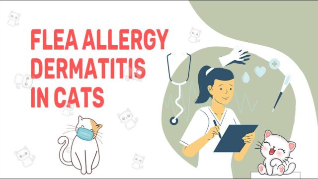 flea-allergy-dermatitis-in-cats-signs-therapy-doggiedynasty