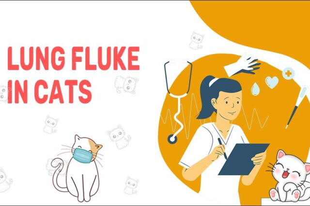 Lung Fluke In Cats
