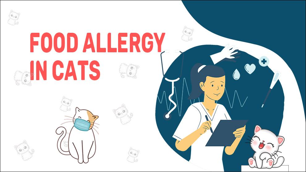 Food Allergy In Cats