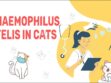 Haemophilus Felis In Cats