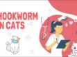 Hookworm In Cats