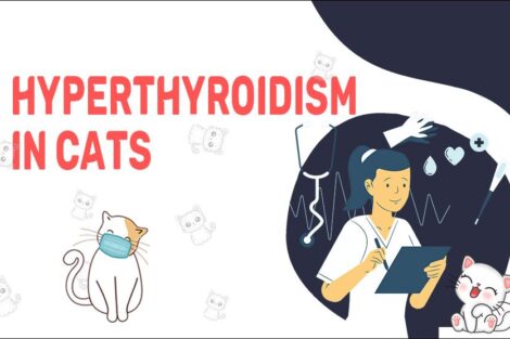 Hyperthyroidism In Cats