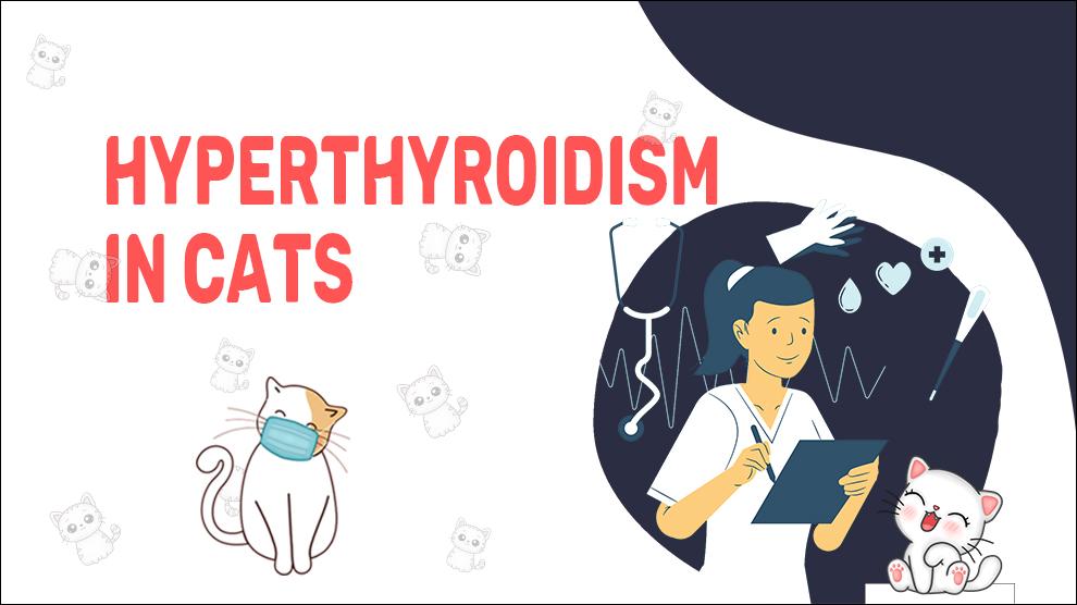 Hyperthyroidism In Cats