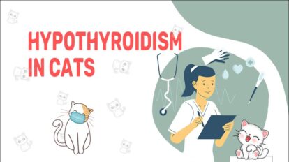 Hypothyroidism In Cats: Symptoms & Treatment - Petmoo