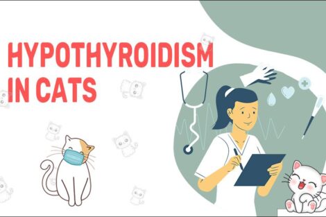 Hypothyroidism In Cats