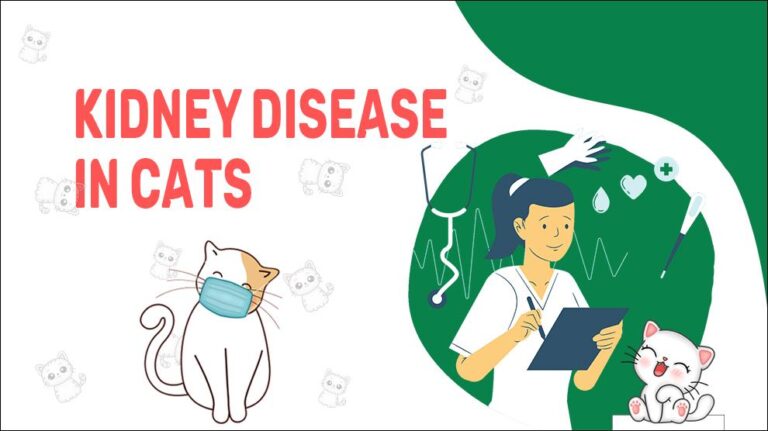 kidney-disease-in-cats-symptoms-and-treatments-petmoo