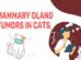 Mammary Gland Tumors In Cats