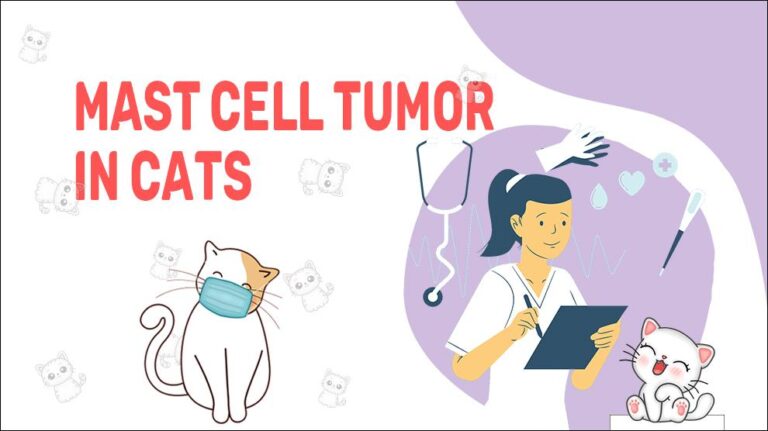 Mast Cell Tumor In Cats - Petmoo