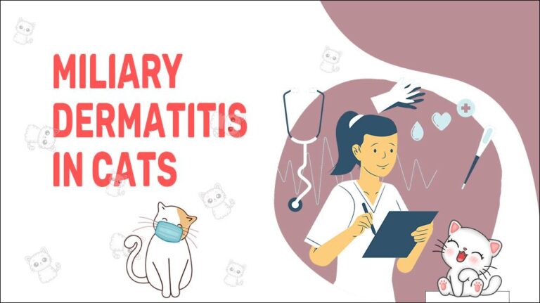 miliary-dermatitis-in-cats-causes-symptoms-treatment-petmoo