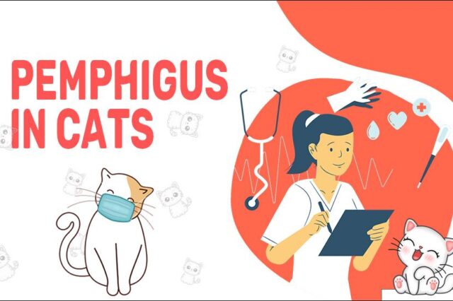 Pemphigus In Cats