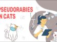 Pseudorabies In Cats