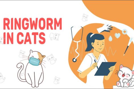 Ringworm In Cats