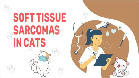 Cat Soft Tissue Sarcoma - Petmoo