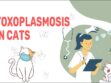 Toxoplasmosis In Cats