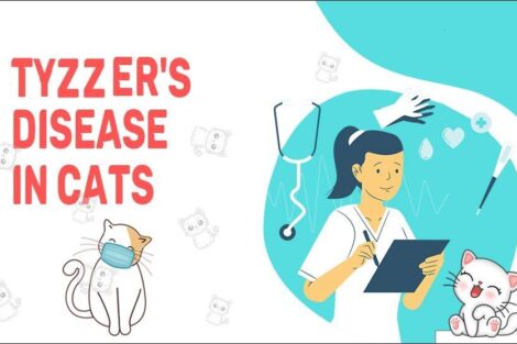 Tyzzer's Disease In Cats