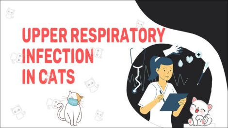 Upper Respiratory Infection In A Cat - Petmoo