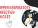 Upper Respiratory Infection In Cats