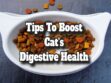 Tips To Boost Cat's Digestive Health