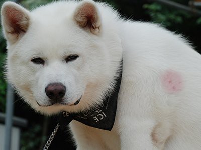 Akita Puppy – Dog Breed Information And The Hachiko True Story - Petmoo