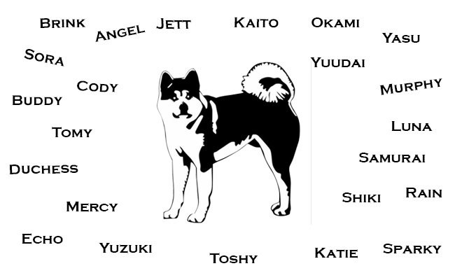 Akita Puppy Breed Information And Characteristics Petmoo