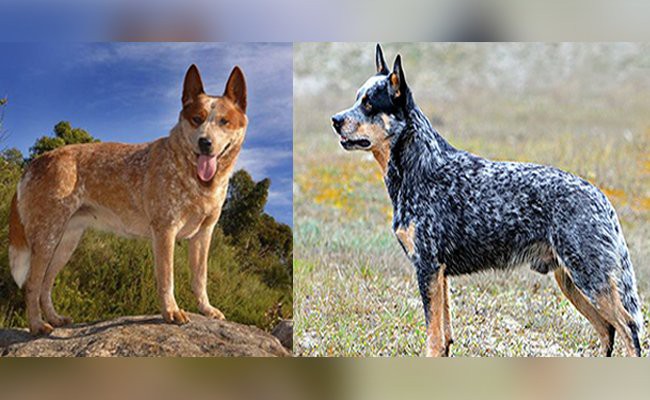 Blue Heeler: Complete Australian Cattle Dog Breed Information - Petmoo