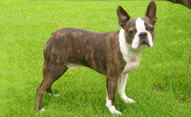 Boston Terrier Dog Breed Information - Petmoo