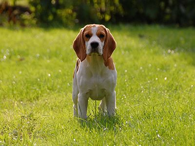 beagles-dog-barking