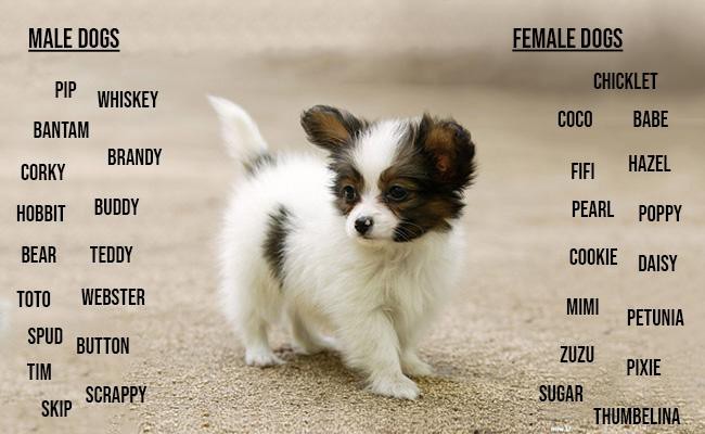 what are cute dogs names