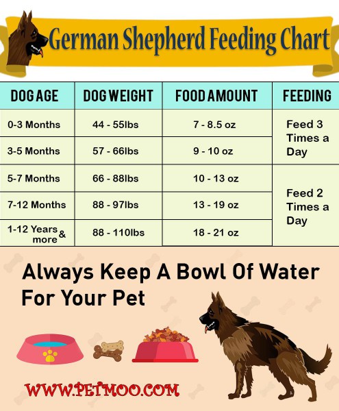 German Shepherd - Dog Breed Information 