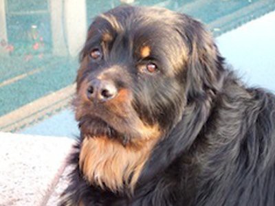 long haired rottie