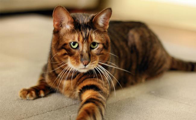 Toyger Cat Breed Information And Personality Petmoo